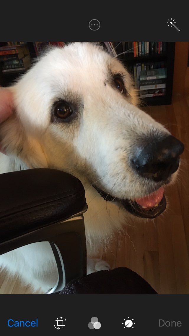 carriejonesbook's tweet photo. Humans!

Believe in yourself! You have gifts, talents, skills that make you amazing.

Don’t let anyone make you stop believing in yourself or in the loveliness of squirrels or the evil magic of UPS drivers or the joy of bacon.

You are magic. You’ve got this!

Xo
Gabby Dog https://t.co/c66INtAmer
