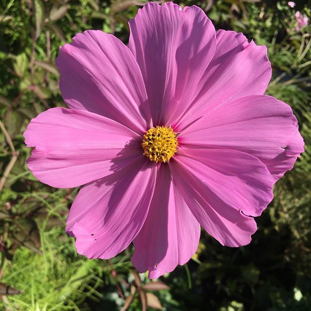 whbyseadub's tweet photo. We’ve heard on the grapevine that if your IG post includes #elcdonates and #timetoendbreastcancer then money will be donated by @esteelauder to @bcrfcure. Worth doing I reckon! https://t.co/pIn4J6TwQz https://t.co/Uv6FlOoHto