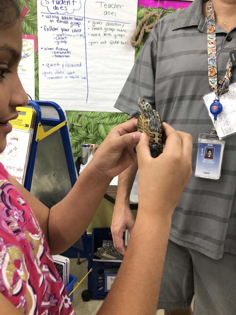 MsRMeyer's tweet photo. Mrs. Meyer and her homeroom class earned 10 clash cash so as a reward they earned time with Diamond. Diamond is a baby Diamondback Terrapin 🐢 #marylanduniversity #GOterps #privileges #pbis #classcash https://t.co/YMude6EIYe