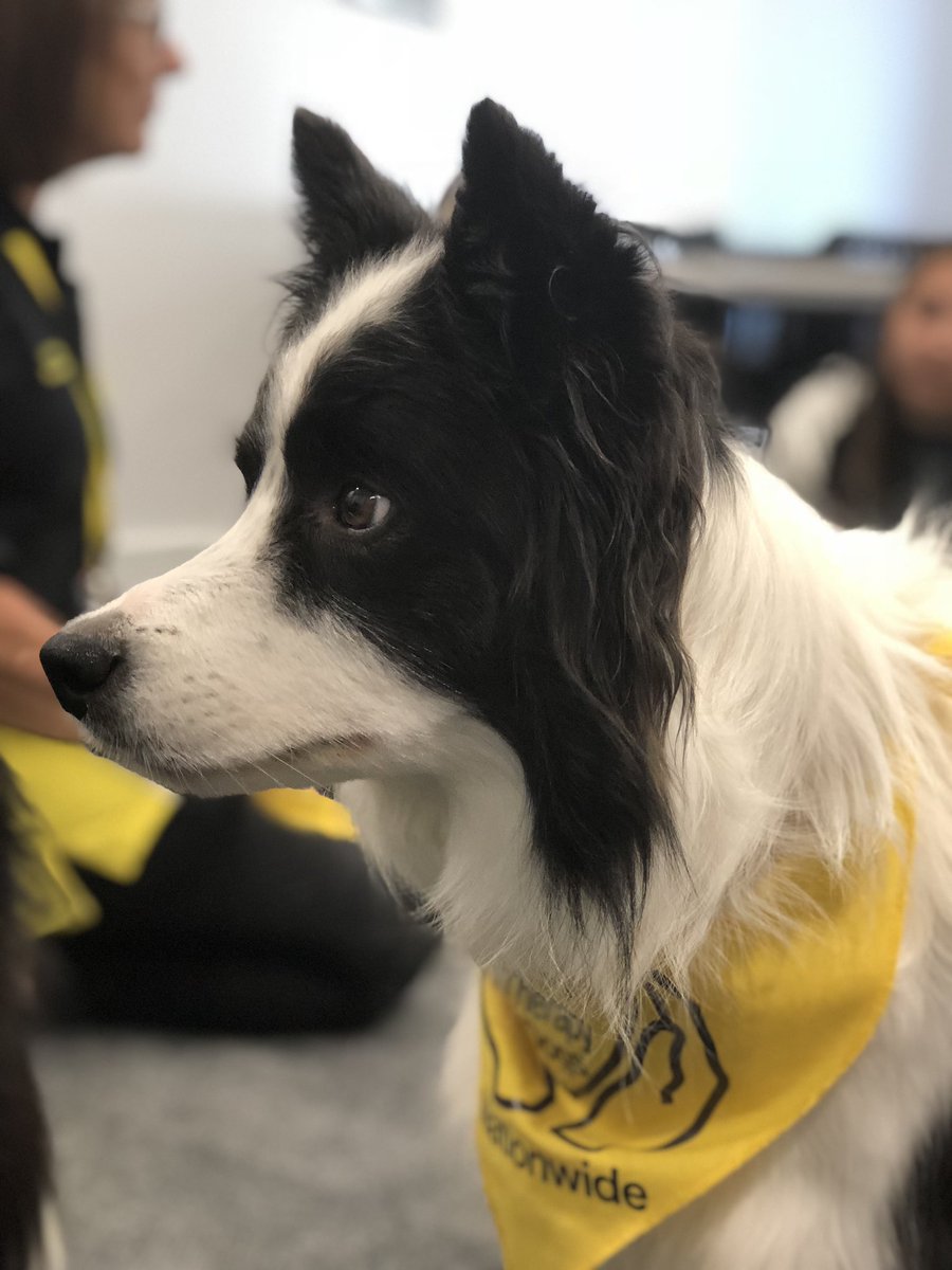 Harriet Atherton (@harriet_slt) on Twitter photo Met some therapy dogs today and learnt about some of the wonderful things they do. Thanks <a href="/BCUSALTSOC/">BCU SALTSOC</a> & <a href="/TherapyDogsUK/">Therapy Dogs</a>! #therapydogs #iwantone Met some therapy dogs today and learnt about some of the wonderful things they do. Thanks <a href="/BCUSALTSOC/">BCU SALTSOC</a> & <a href="/TherapyDogsUK/">Therapy Dogs</a>! #therapydogs #iwantone