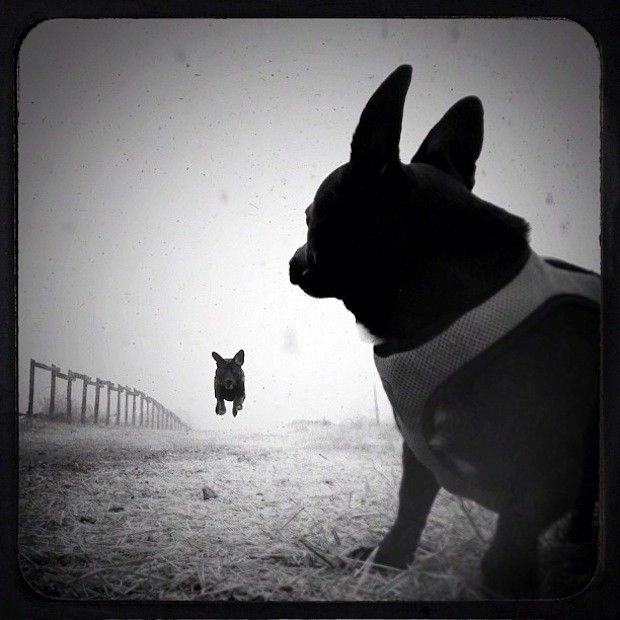 LrTagPlugin's tweet photo. Today's inspiration by Richard Koci Hernandez

#doglife https://t.co/I1p34W8W2e