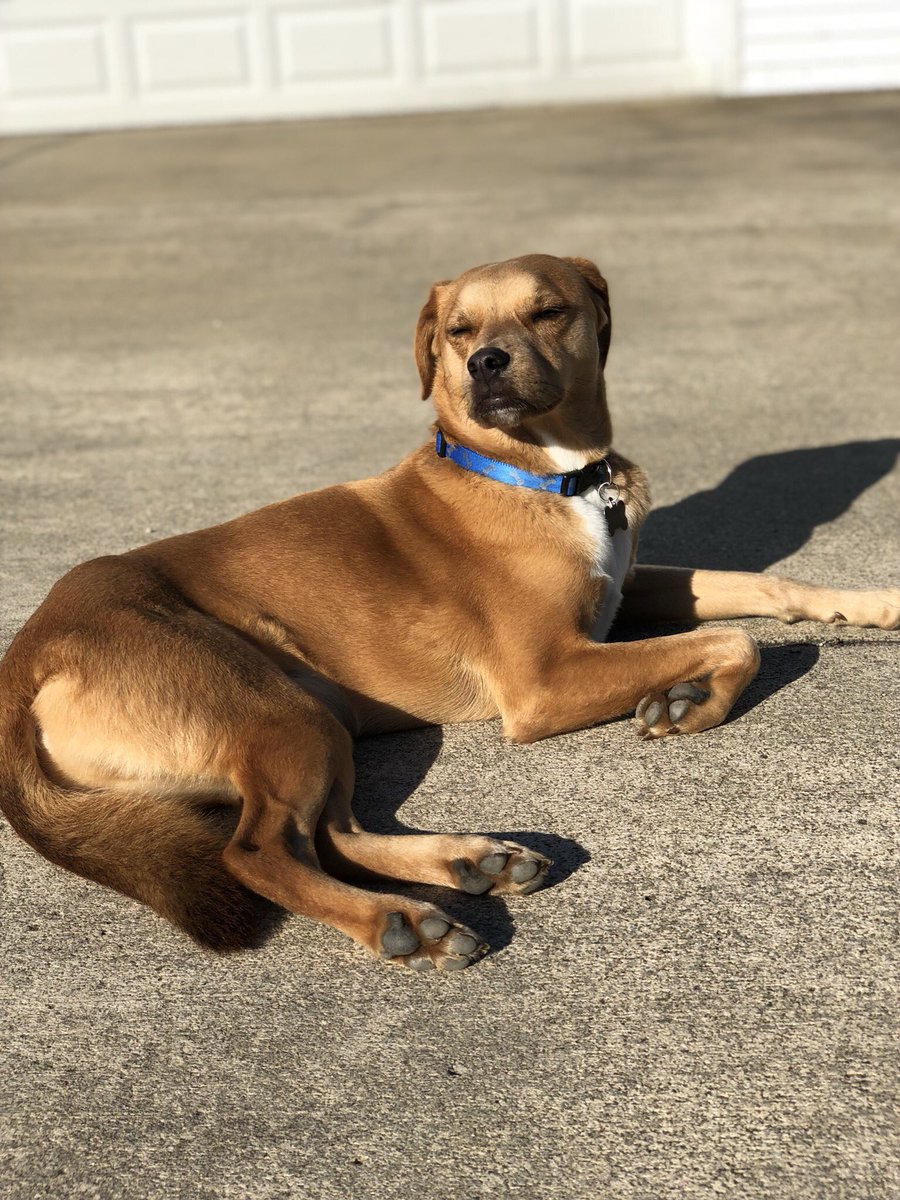 StacyRomine's tweet photo. Just got the iPhone X so naturally me and Tater had to have a photo shoot https://t.co/ViEaWwV2S5