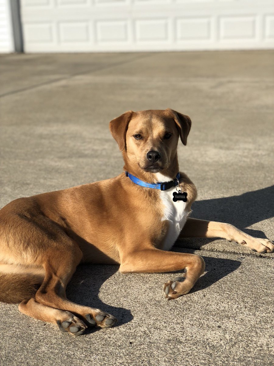 StacyRomine's tweet photo. Just got the iPhone X so naturally me and Tater had to have a photo shoot https://t.co/ViEaWwV2S5