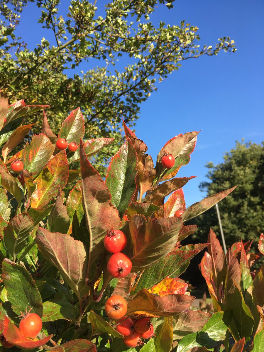trainhappytess's tweet image. #TootingCommon is looking glorious today in all its #Autumn finery. I feel so lucky to work in such a beautiful setting. #ptlife #exerciseoutdoors #vitaminD