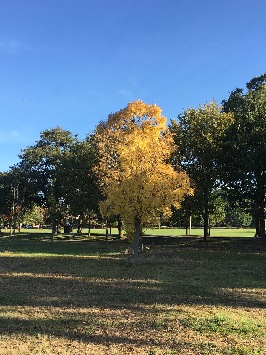 trainhappytess's tweet image. #TootingCommon is looking glorious today in all its #Autumn finery. I feel so lucky to work in such a beautiful setting. #ptlife #exerciseoutdoors #vitaminD