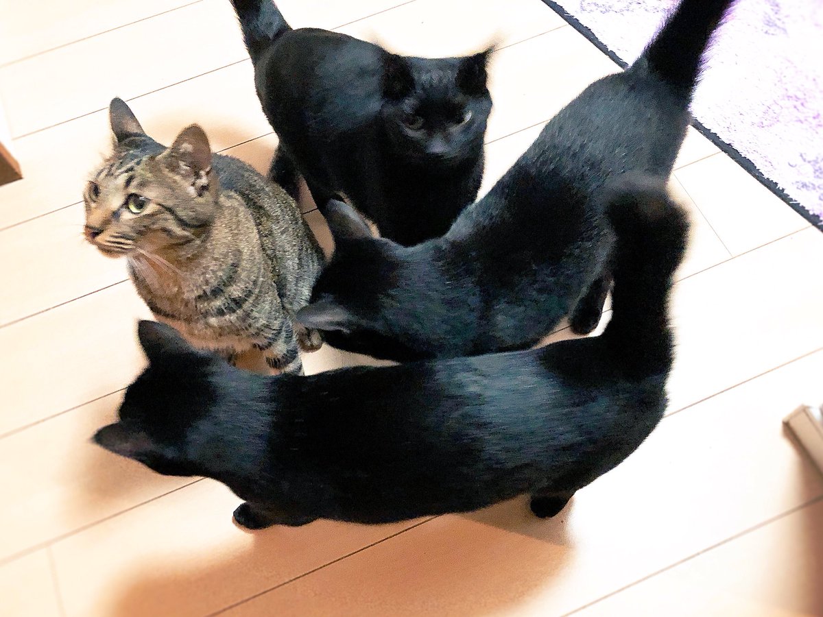 猫野四季 持ち上げられてるのか 落とされているのか分からない Ww 猫野四季 持ち上げられてるのか 落とされているのか分からない Ww