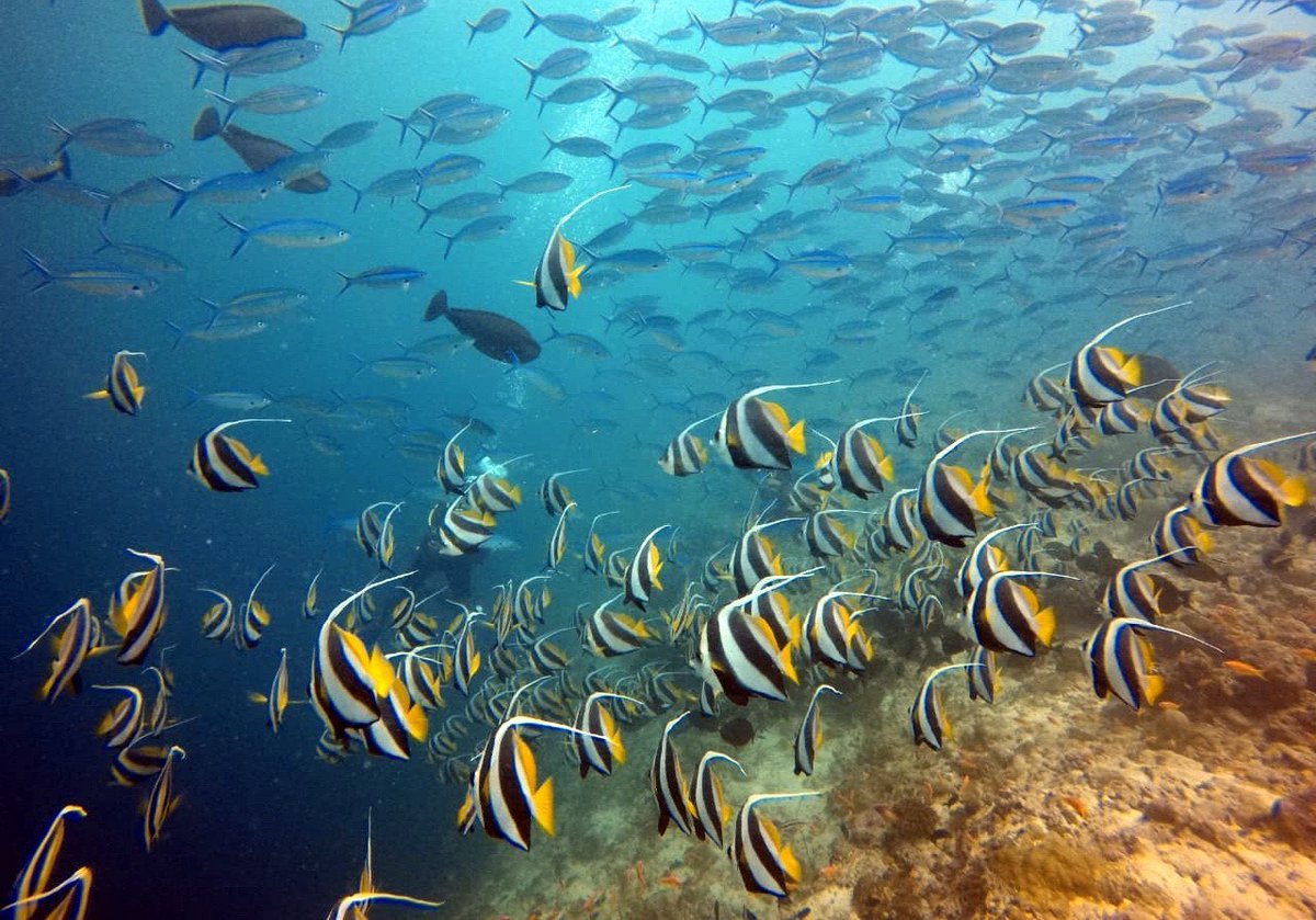 Dhigali Maldives On Twitter Diving Or Snorkeling Keep An Eye