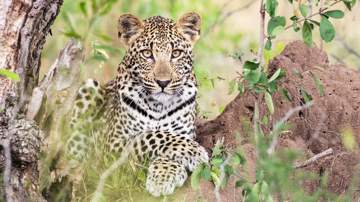 BestVisitSA's tweet photo. Share your #KNPExperience. I saw a leopard at a close range for the first time two years back when I visited Kruger Park with friends. What is the first animal you saw for the first time or you would like to see live at Kruger Park? #ExploreKNP #BIGFIVE #SATourism #ENG2604 https://t.co/NRx1tIWStO