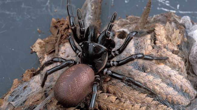 Yes4Utopia's tweet image. Funnel-Web Spiders Could Hold the Cure to Skin Cancer

#skincancer #webspider #cure #Y4U #YES4UTOPIA 

Courtesy of @VICE
