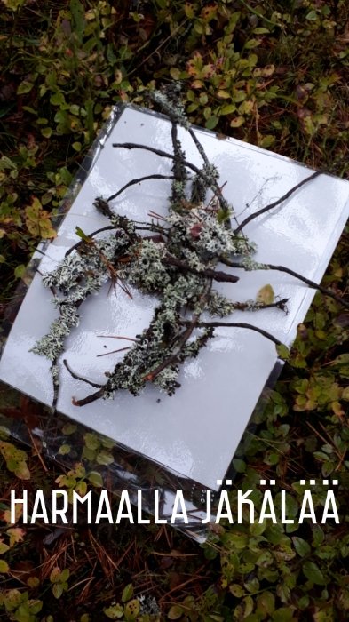 LSuuniitty's tweet photo. Tiikeri-tiistain metsäretkellä etsittiin luonnosta löytyviä värejä ja vietiin samanvärisen pahvin luo. Lopuksi puuta vasten tehtiin näin upeita harjoituksia. #mennäänmetsään
#ikaalinen #varhaiskasvatus #kakkospesänpäiväkoti #hopeatäplät https://t.co/U0dmltKGnn