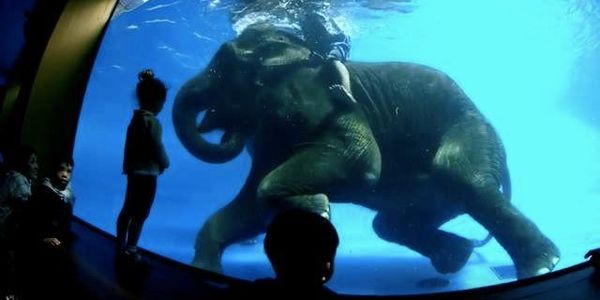 wrldelephantday's tweet photo. Elephants being forced to perform tricks underwater in Thailand = a new low. Please sign this petition and share widely: https://t.co/SCmBurPvY6 https://t.co/Q5HxsrAJB5