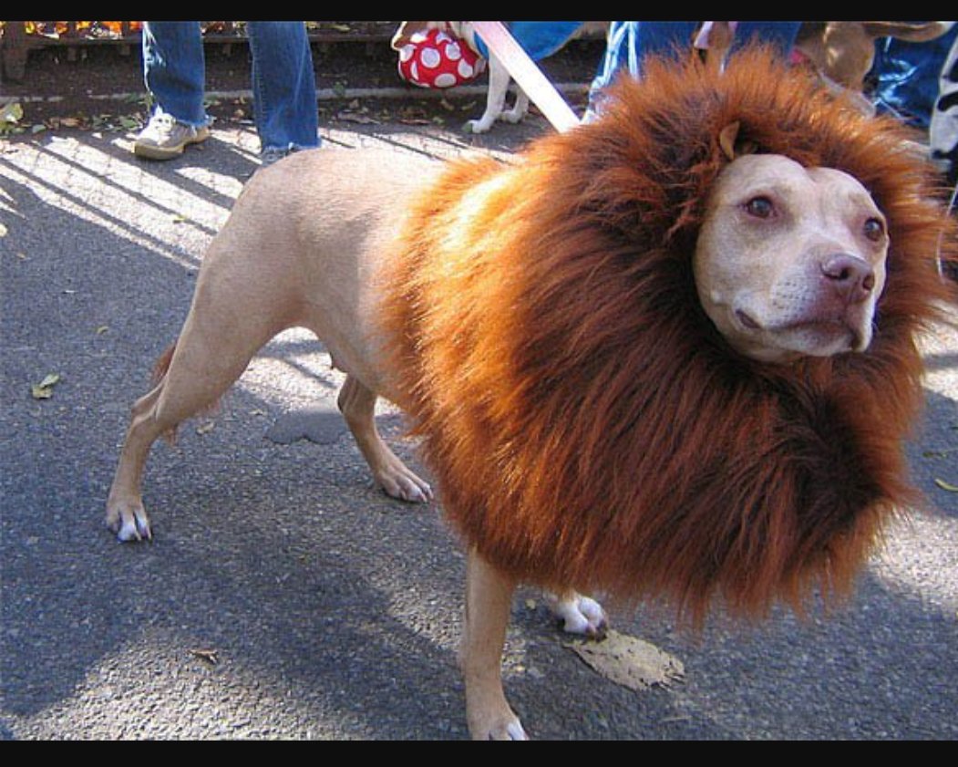 LindsKens's tweet photo. Me: Is this a dog or a lion?
3 year old: a lion!
#CofCDevSci https://t.co/RjnsoAZnnD