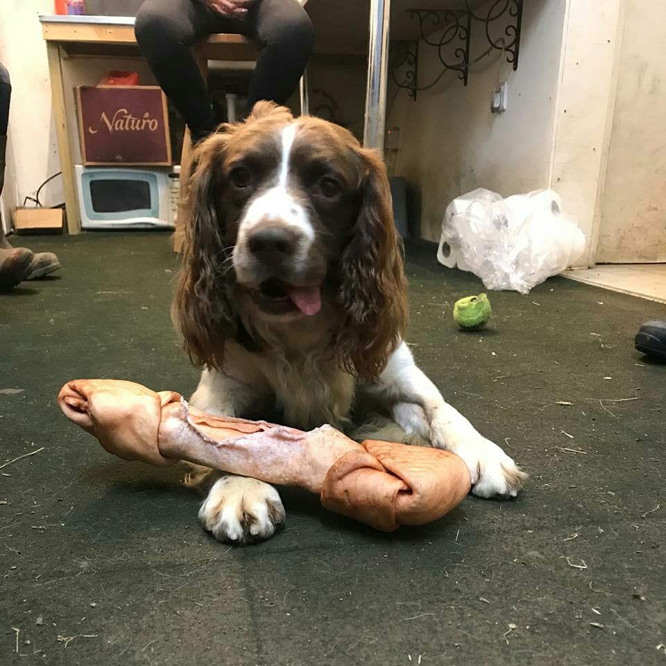 IOMPoliceDogs's tweet photo. Successful re-homing of Drug/Cash/Firearm Detection Dog, Jura, and Explosive Detection Dog, Jack. #iompolice #iompolicedogs #policedog #specialistsearch #retired #rehome #sadtoseethemgo https://t.co/Br1i8zGD6O