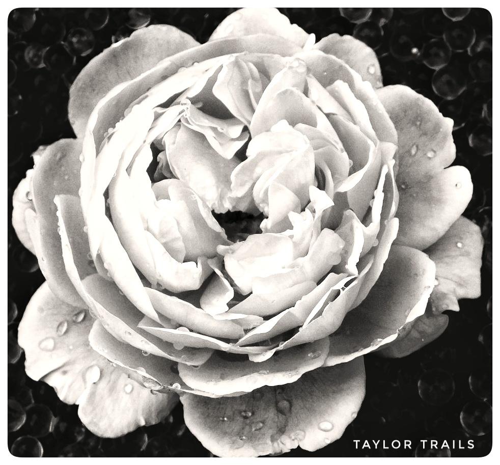 TrailsTaylor's tweet photo. Delicate rose...!
#nikon #coolpix #b500 #rose #garden #highlands #scotland #waterdroplets #delicate #petals x https://t.co/7xpx21RYYp