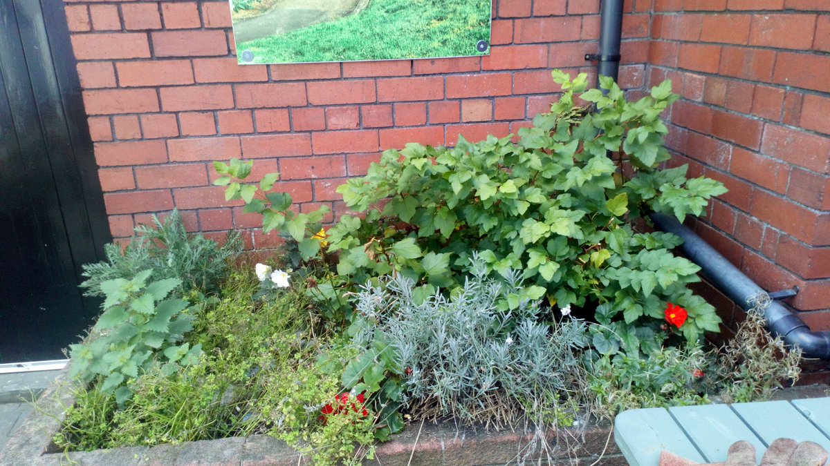 SweetWilliamsEm's tweet image. Just spent a lovely afternoon sprucing up the beer garden @VicParkPub in #Canton. What a lovely pub! Never been before but will definitely be back as a customer next time. I certainly earned a pint of @brainsbrewery SA Gold working hard in this gorgeous sunshine!