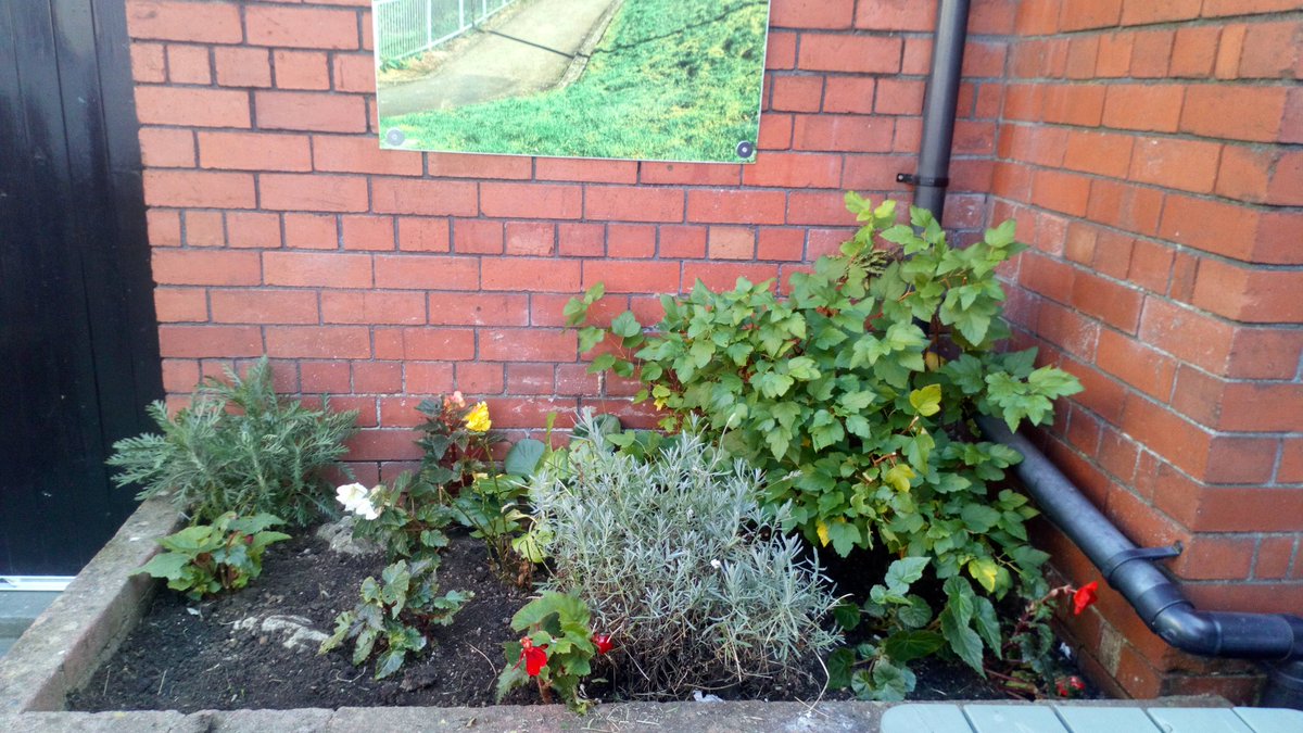 SweetWilliamsEm's tweet image. Just spent a lovely afternoon sprucing up the beer garden @VicParkPub in #Canton. What a lovely pub! Never been before but will definitely be back as a customer next time. I certainly earned a pint of @brainsbrewery SA Gold working hard in this gorgeous sunshine!