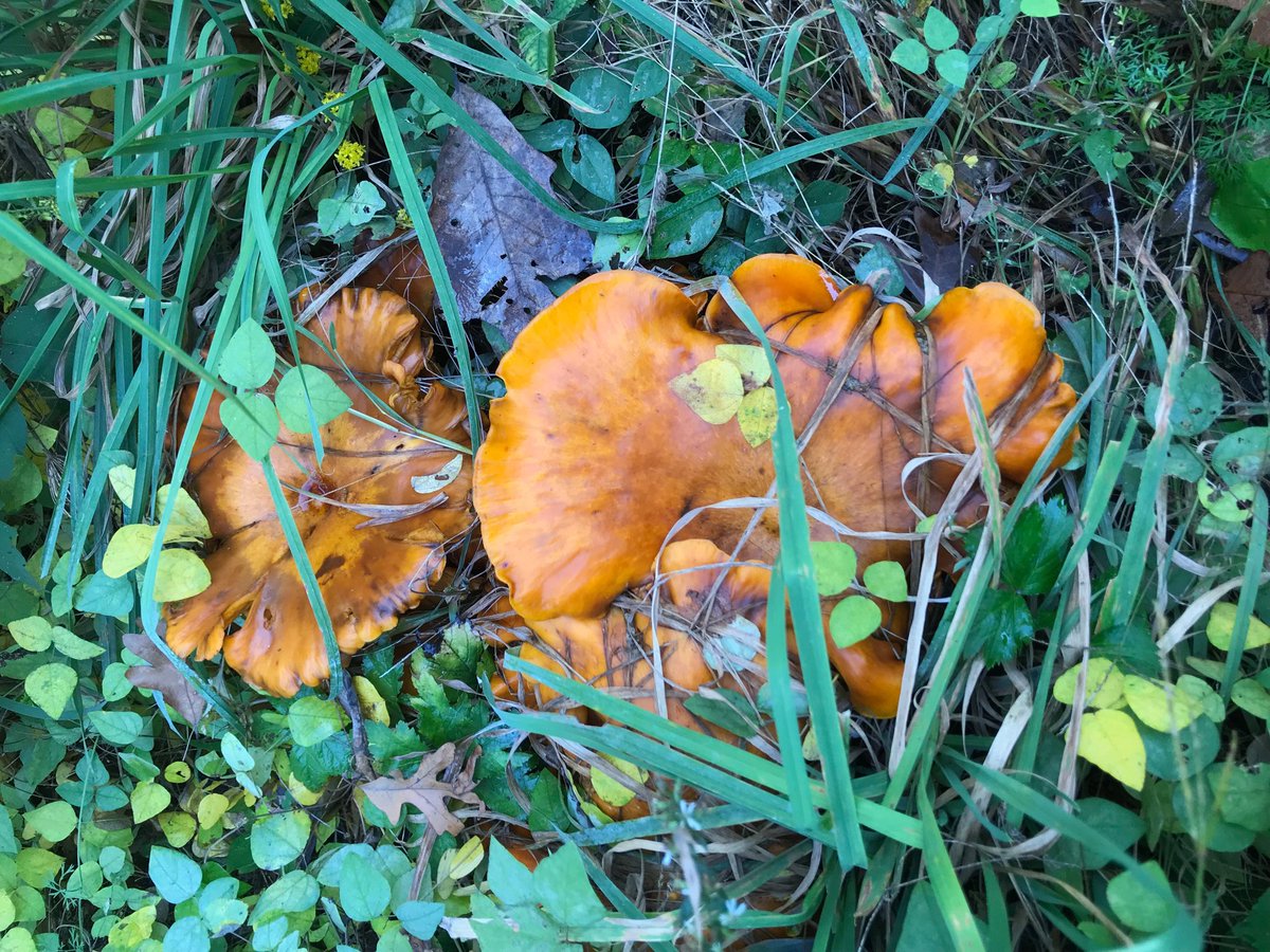 rhughe00's tweet photo. #ecology #fungus #mushroom help me I.D. Please! https://t.co/RarrKF4ivC