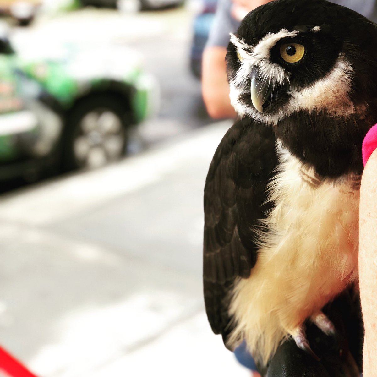 Come check out some live owls and say goodbye to the gem. $3 pints, $8 mix and match 6packs, $8 crowlers and $15 growlers