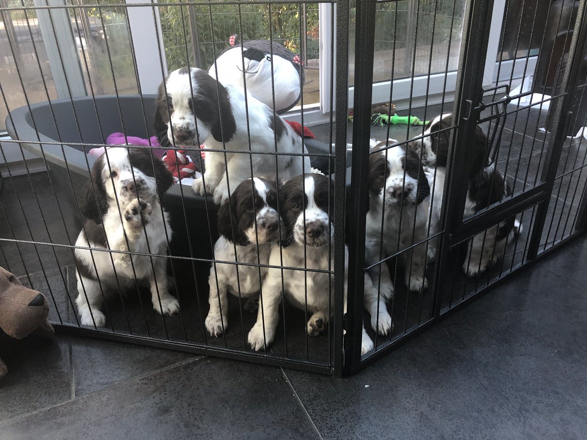 WendiPeters's tweet photo. All the treatments needed in the Beauty Parlour tonight @SaladDaysUK @TRwinchester 🙄😂 puppy playtime had worn me out !! 🐶❤️ #Dorothy #puppies https://t.co/H6P3yHpCPv