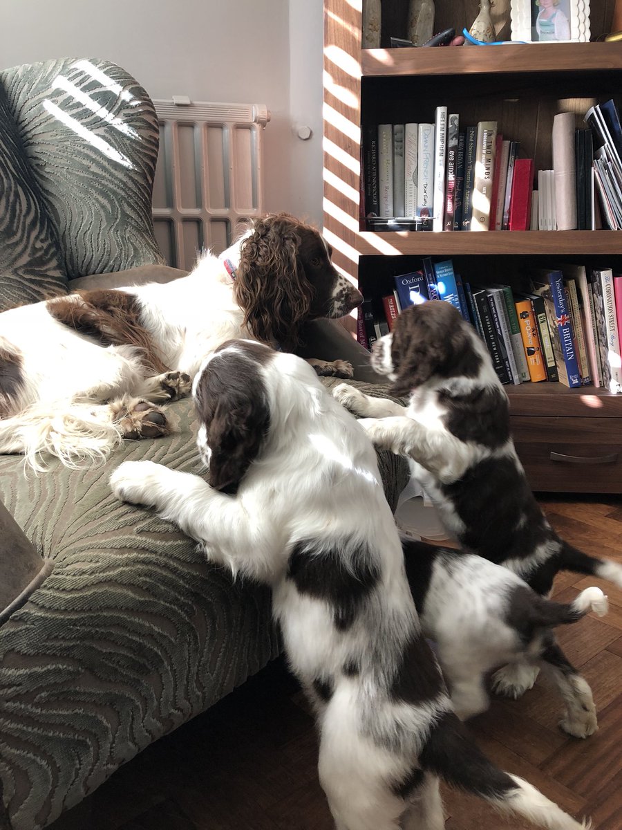 WendiPeters's tweet photo. All the treatments needed in the Beauty Parlour tonight @SaladDaysUK @TRwinchester 🙄😂 puppy playtime had worn me out !! 🐶❤️ #Dorothy #puppies https://t.co/H6P3yHpCPv