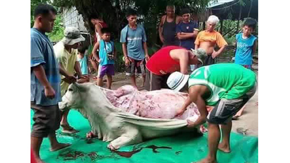 stopcruaute's tweet photo. @Matt_Hieu25 #CashInvestigation vous trouvez-ça normal, l'écorchage à vif d'animaux en #Chine, tout ça pour des chaussures ? https://t.co/FhOX9NReEh