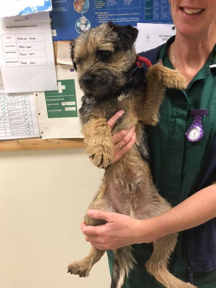 stan_border's tweet image. Anyone missing a BT? This little man's owners still haven't been found. He's approx 1 y.o and entire. Found in Bagby, Yorkshire and currently with @SkeldaleVets Chip not up to date. Someone must recognise him?