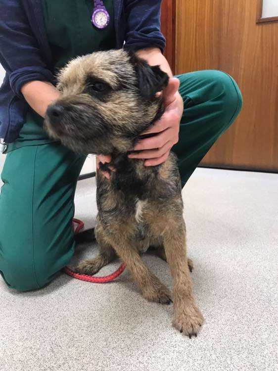 stan_border's tweet image. BT found near Thirsk at the weekend. Male approx 1 yr old and entire. Microchip details not up to date. Contact @SkeldaleVets 01845 522297 if you know his hoomans