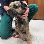 Photo by Stan Border Terrier (@stan_border)