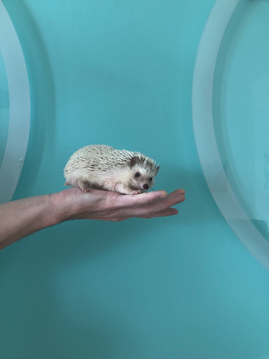 thaincreative's tweet photo. Ashton has a... creative solution for getting people not to litter. Let's just say, hedgehogs: beware. #hedgehogs #donotlitter #seriously #youdonotwanttoknow https://t.co/PFezFS1kUJ