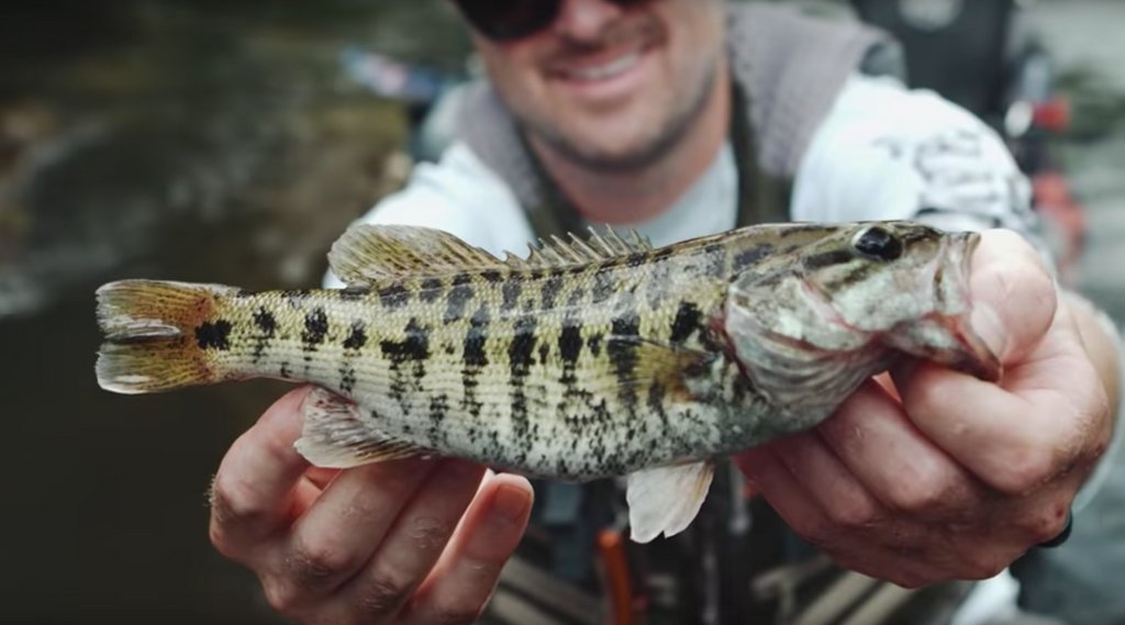 KayakAnglerMag's tweet photo. Drew's passion for adventure and for some of the rarer fish species is on full display in this Chattooga River adventure! Watch the episode below 👇
.
https://t.co/SrsnzqlW5w
.
#HookedOnWildWaters #Bartrams #Fishing #KayakFishing #KayakBassFishing #KayakAngler #ChattoogaRiver https://t.co/xPS8vWQuXD