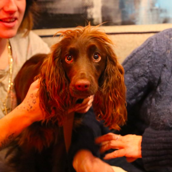 RicketyPress's tweet photo. #DodoDogs
Such a bloody cutie. https://t.co/zLWMboo5Xk