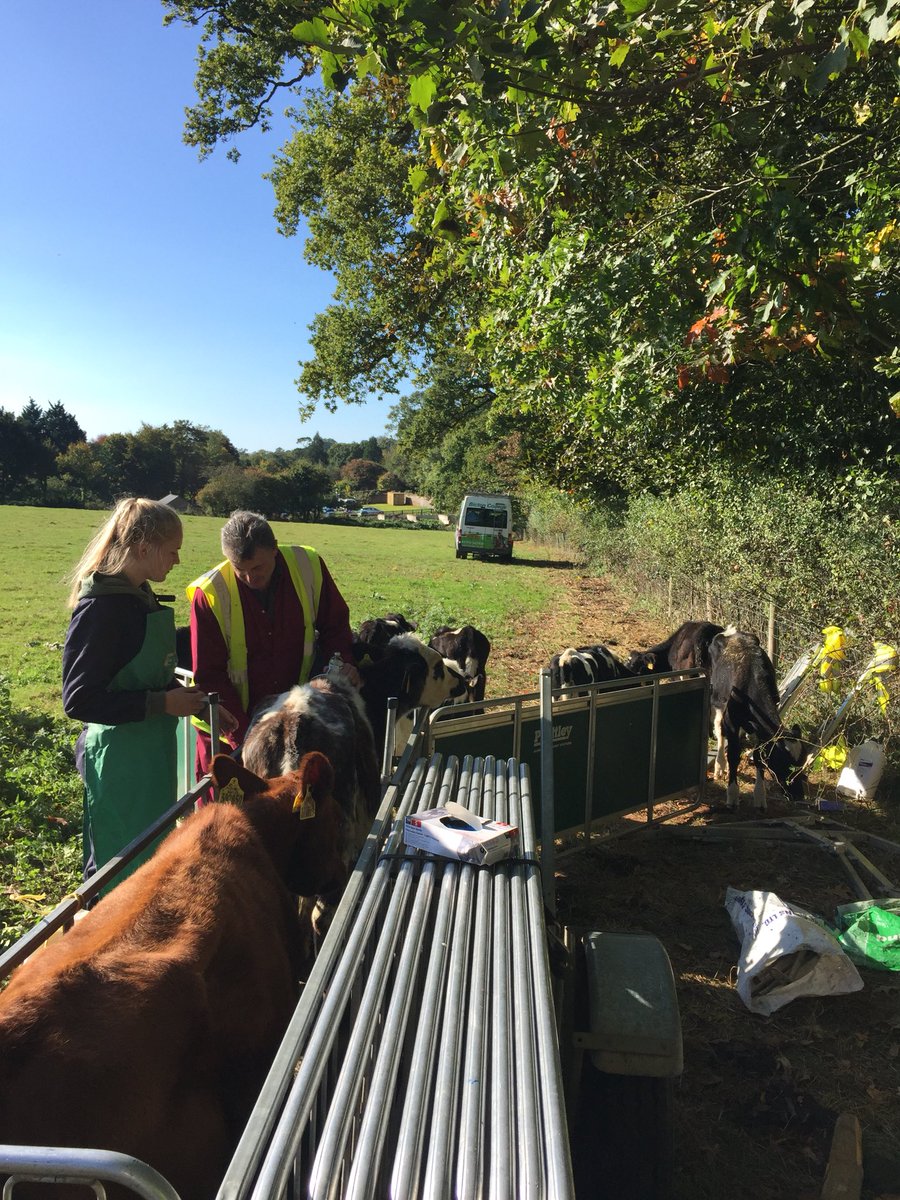 Level 3 #agriculture #students <a href="/BictonCollege/">Bicton College</a> making use of the prattley @ritchie_uk #sheep handling system with some alternative #livestock #calves