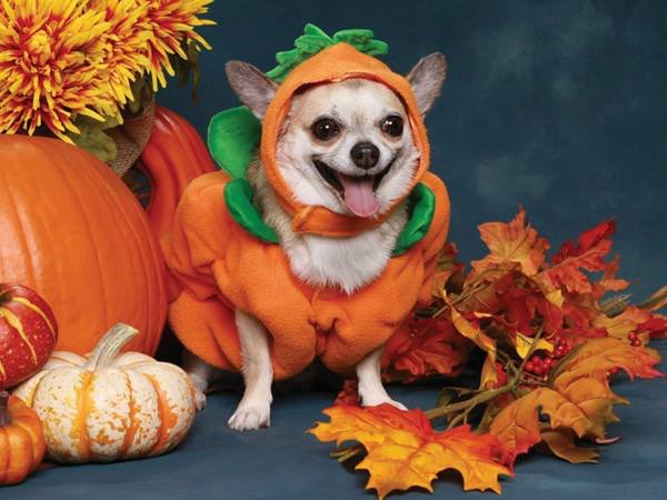 v0teordie's tweet photo. BORK BORK ITS ME THE DOGGOWEEN DOGGO HERE TO REMIND YOU 𝙩𝙤 𝙛𝙪𝙘𝙠𝙞𝙣 𝙧𝙚𝙜𝙞𝙨𝙩𝙚𝙧 𝙩𝙤 𝙫𝙤𝙩𝙚 https://t.co/xCUIAqFHcS