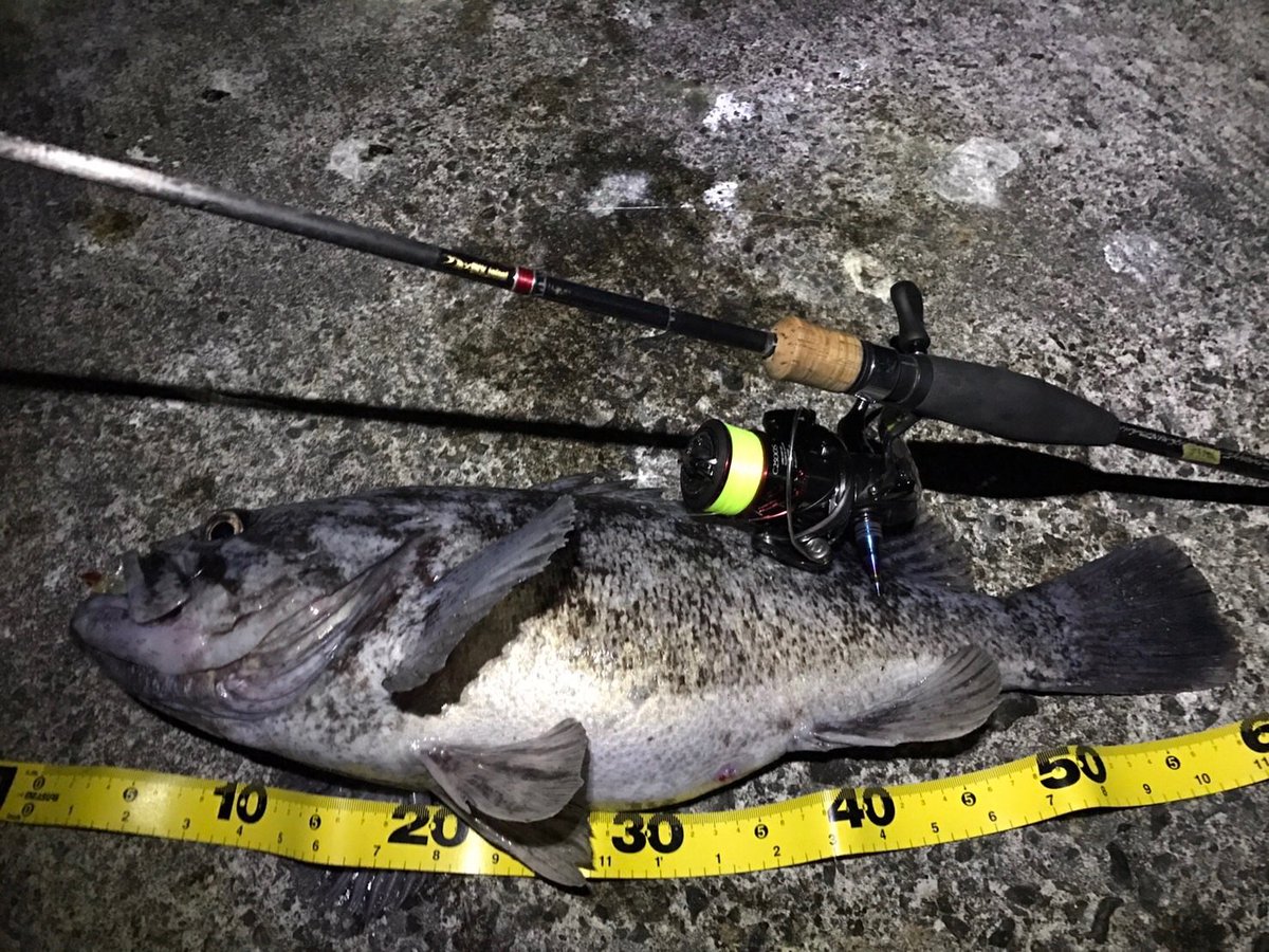 加来 匠 そして足掛け三年 ライトゲームロッド史上最高最強を目指していよいよ最終段階に入ったハミージャーミーとビーテスラー 抜群のフィッティングと軽さと高感度リールシート デジーノnew Drss を纏うことも決定 使用コルクも国産品ではすでに夢