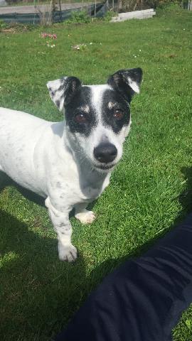 Alerte Animaux Perdu On Twitter Perdu Chien Blanc Et