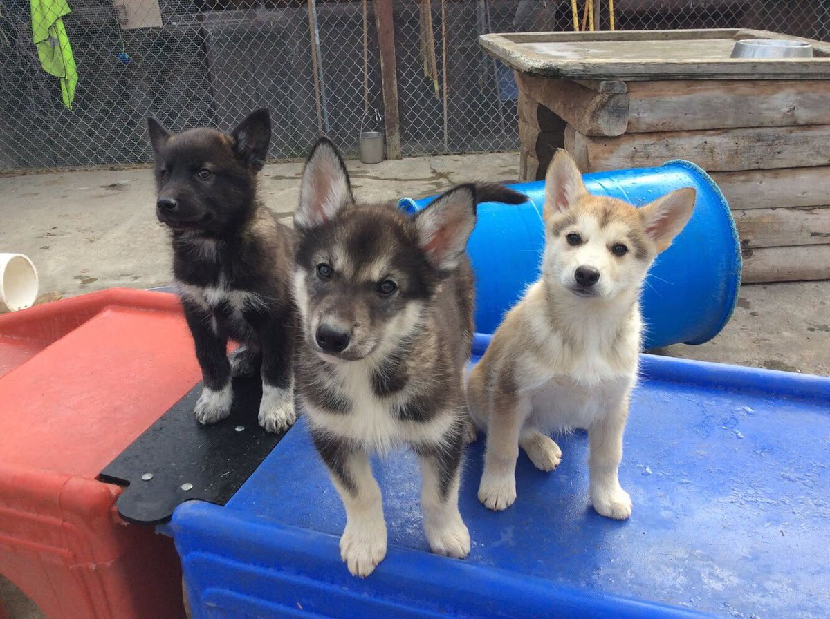 three sled dogs on play equipment