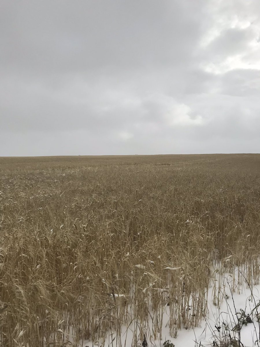 devmanwalkin's tweet photo. Bad news: we’ve had right around 1 ft of snow in the last week. It’s been 4 weeks today since we’ve harvested anything. 
Good news: wheat and barley ate miraculously still standing. Also, the 14 day forecast finally gives us some hope. #Harvest18 #harvestfromhell https://t.co/fzvOUQQT0m