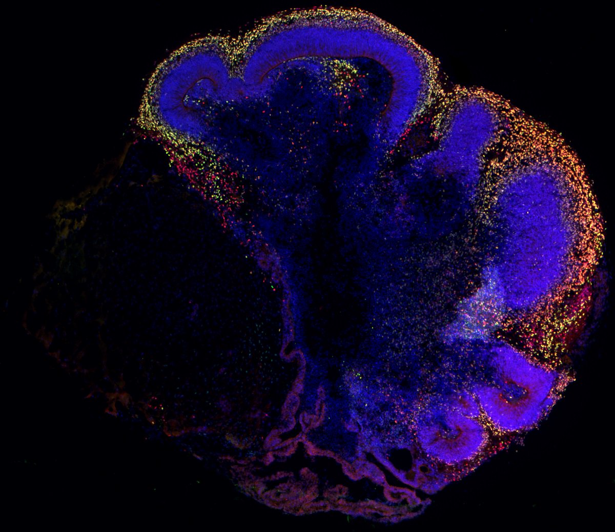 Organoid News tweet media