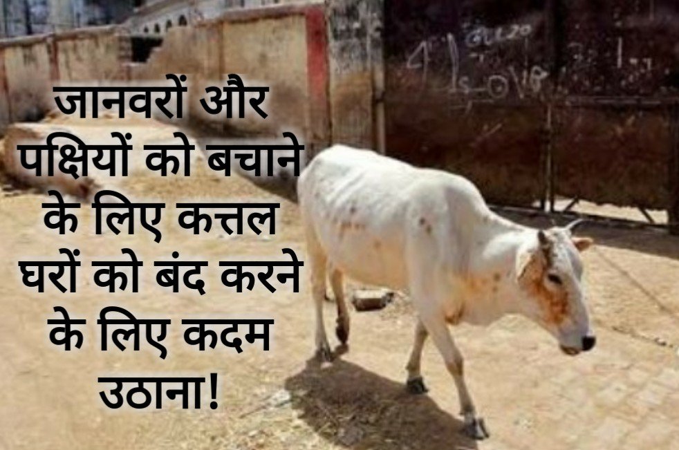 48Neetu's tweet photo. #StopTheSlaughterOfAnimals
Don't chop the animals just for the taste of tongue & money.
Stop this inhuman act. https://t.co/AHPkQsESvW