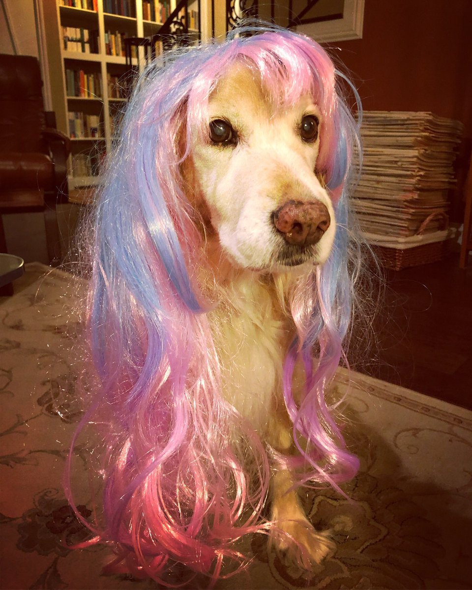 tam_tweeets's tweet image. Fred rocks his cotton candy locks. 🎃 #howlween