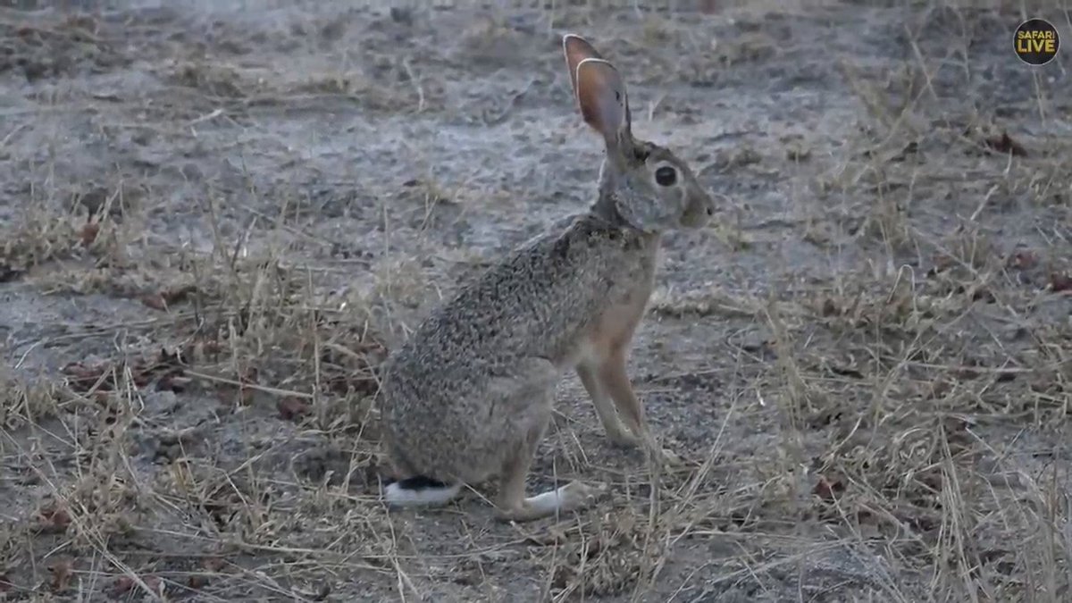 WildEarth's tweet photo. Bright-eyed and bushy tailed. #scrubhare #TerrificTuesday #safariLIVE https://t.co/veTFggHKNe