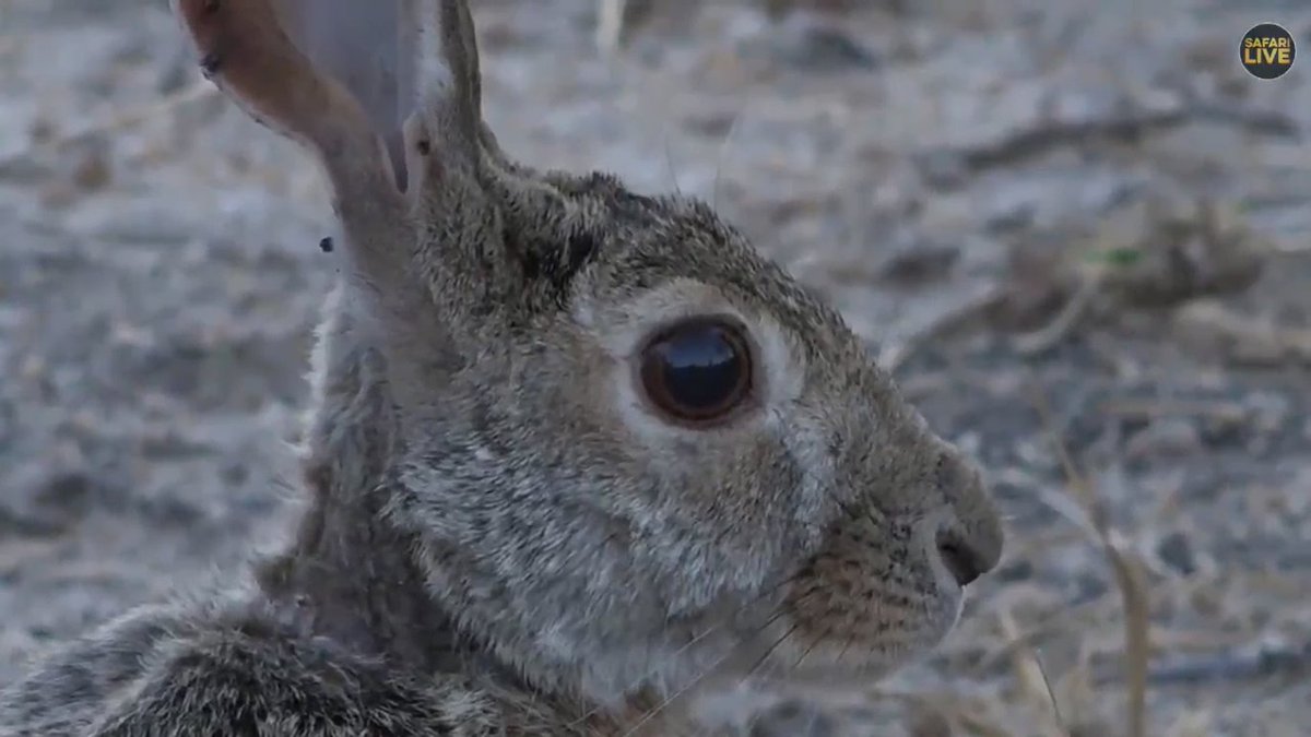WildEarth's tweet photo. Bright-eyed and bushy tailed. #scrubhare #TerrificTuesday #safariLIVE https://t.co/veTFggHKNe