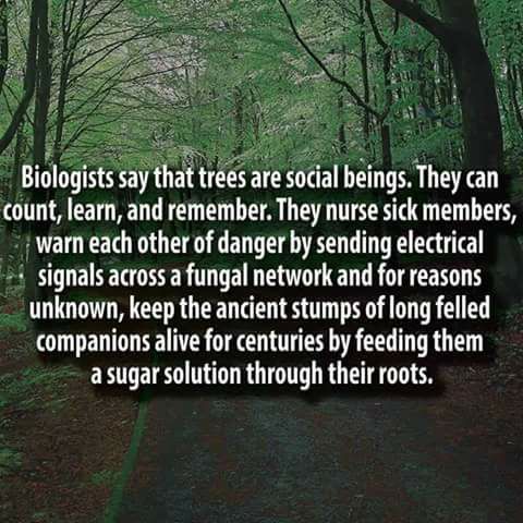 ShirleyPM's tweet photo. Trees provide more than shade and homes to wildlife. Research is now looking to their electrical signals. Photo and quote, Wayne Smoke Snellgrove. #grounding #stressrelief. https://t.co/s5SczgvtN1