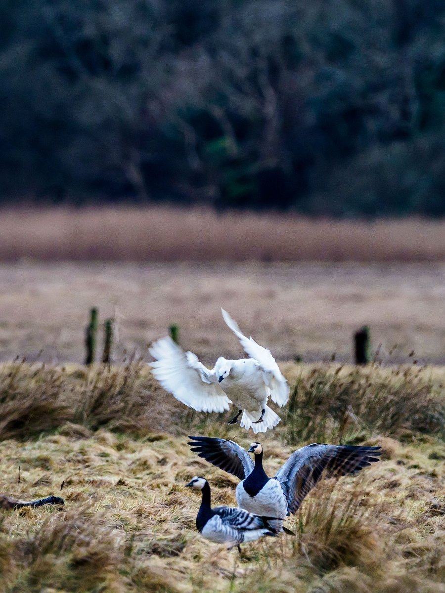 Now over 7,500 barnacle geese on RSPB #Mersehead reserve, including this impressive looking leucistic (lacks pigmentation) bird (photo credit: Mark Chambers). Ducks, geese and waders aplenty, so come on down to see them...