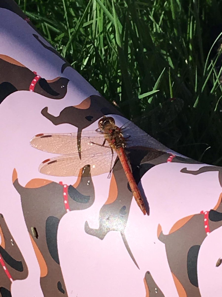 ScienceSW's tweet photo. #ecologyinaction https://t.co/Kr9qaCFozb