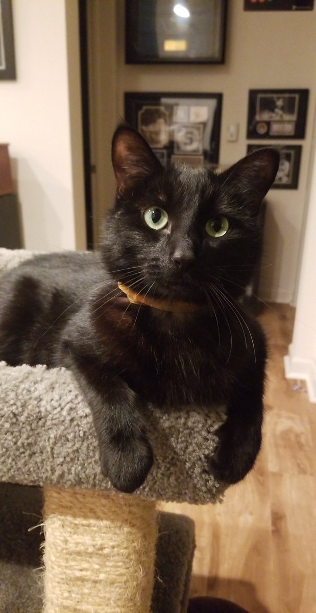 RoxieSkjaldmaer's tweet photo. Yeah, I'm posting your cat... WHAT OF IT!? @JaigeyesWoW #IllidanNeedsLoveToo #BadCatDad https://t.co/14bdHczq5x
