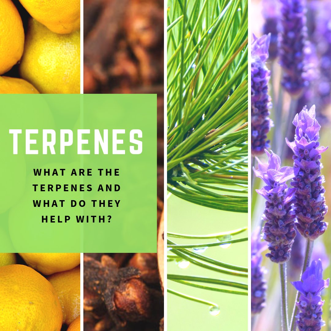 TERPENES 🌱
Fragrant oils produced in the flower’s resin.
They work by binding to receptors in the brain to produce different effects. Similar to how #CBD interact with the body, #terpenes also interact with the #EndocannabinoidSystem
Learn more: GibOrganics.com
#Tuesdays