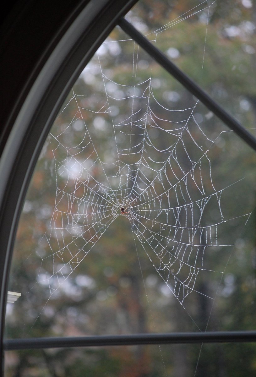 LouiseLeder's tweet photo. A little surprise outside my window this morning . . . . https://t.co/b7DwE62Gtb
