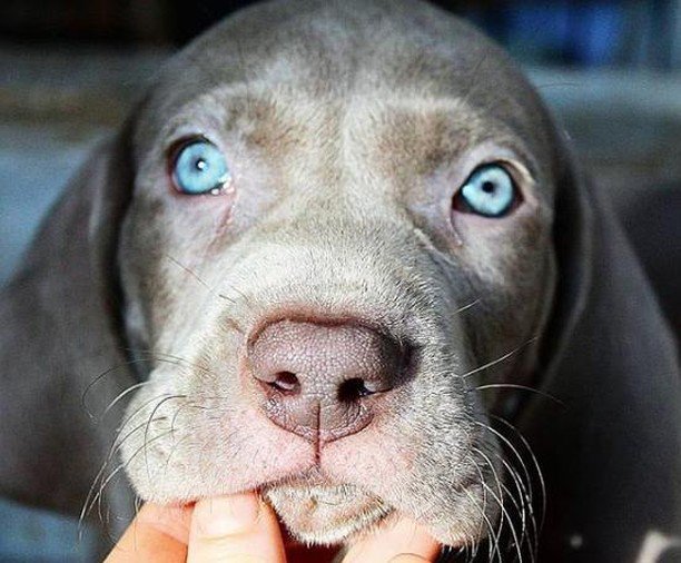 Come si fa a non amare i CANI? 🙈❤️
.
.
Credit: @argentovivosilversideofthemoon
.
.
.
#weimaraner #wemaranersofinstagram #bracodeweimar #dog #puppyeyes #cane #faccino #dog #instapets ift.tt/2Cy29hZ