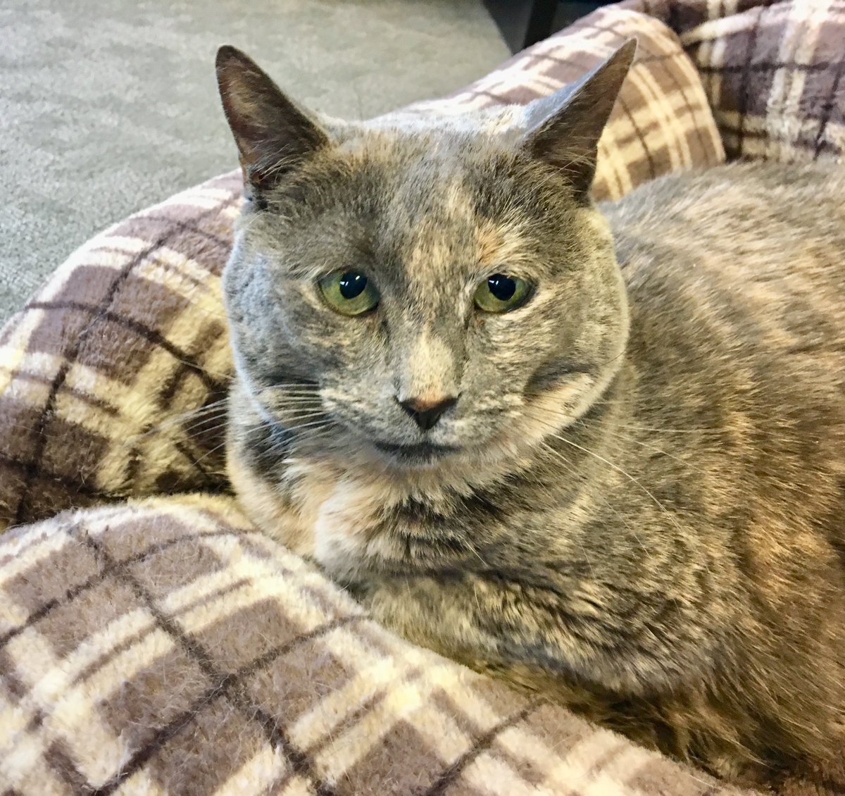 cthumane's tweet photo. Look up "purrfect" in the dictionary and this is the picture you'll see. Promise. Not even kidding. #MeetSachy #JustPetMe #AndImHappy #SeniorPet #PurrMachine #CThumane #AdoptMe https://t.co/LeNpNuPL5x